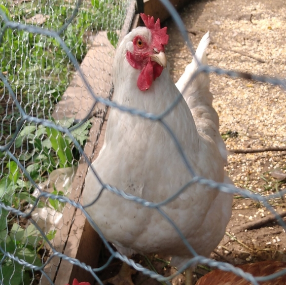 Meet your Posher, Elizabeth - Picture 11 of 15